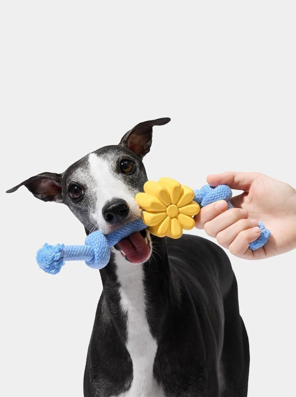 Daisy Gioco in Corda per Cani, foto 5