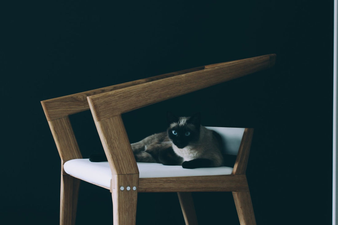 Dark wood H-Chair with a white seat and a Siamese cat curled up on it