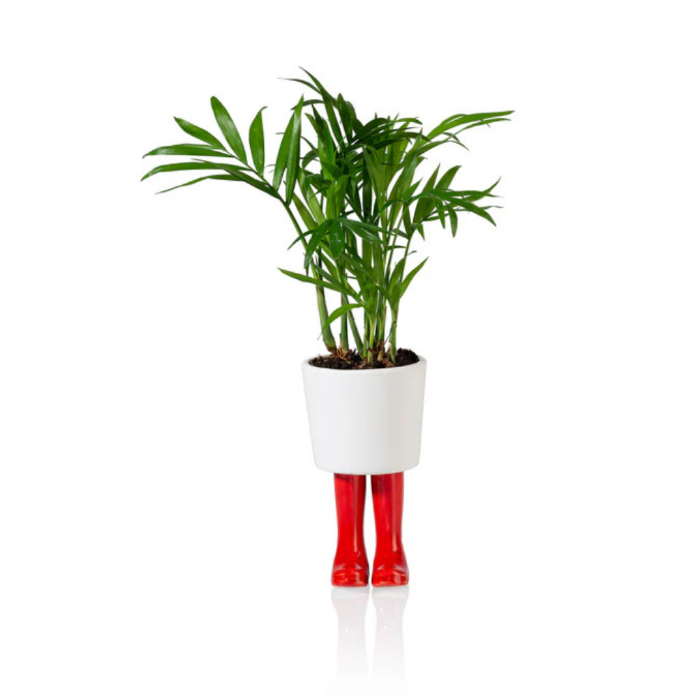 Vaso Piccolo Stivali Wellington rosso, con una pianta a foglie a palma, isolato su sfondo bianco.