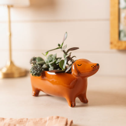 Bassotto Vaso Svuotatasche orange dachshund planter with a real succulent, eyes closed and smiling.