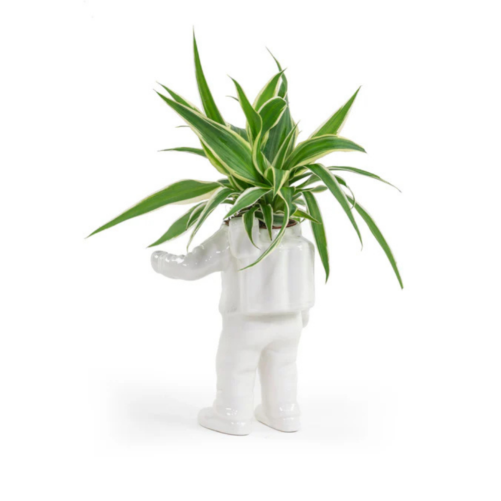 Astronauta vase in white, single view with a green and white leafy plant.