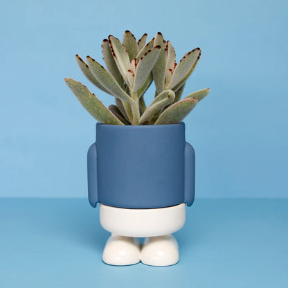 The blue robot planter holding a succulent, on a blue background