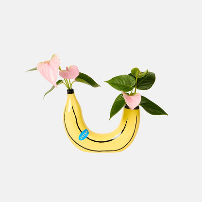 Vaso Banana, foto 5