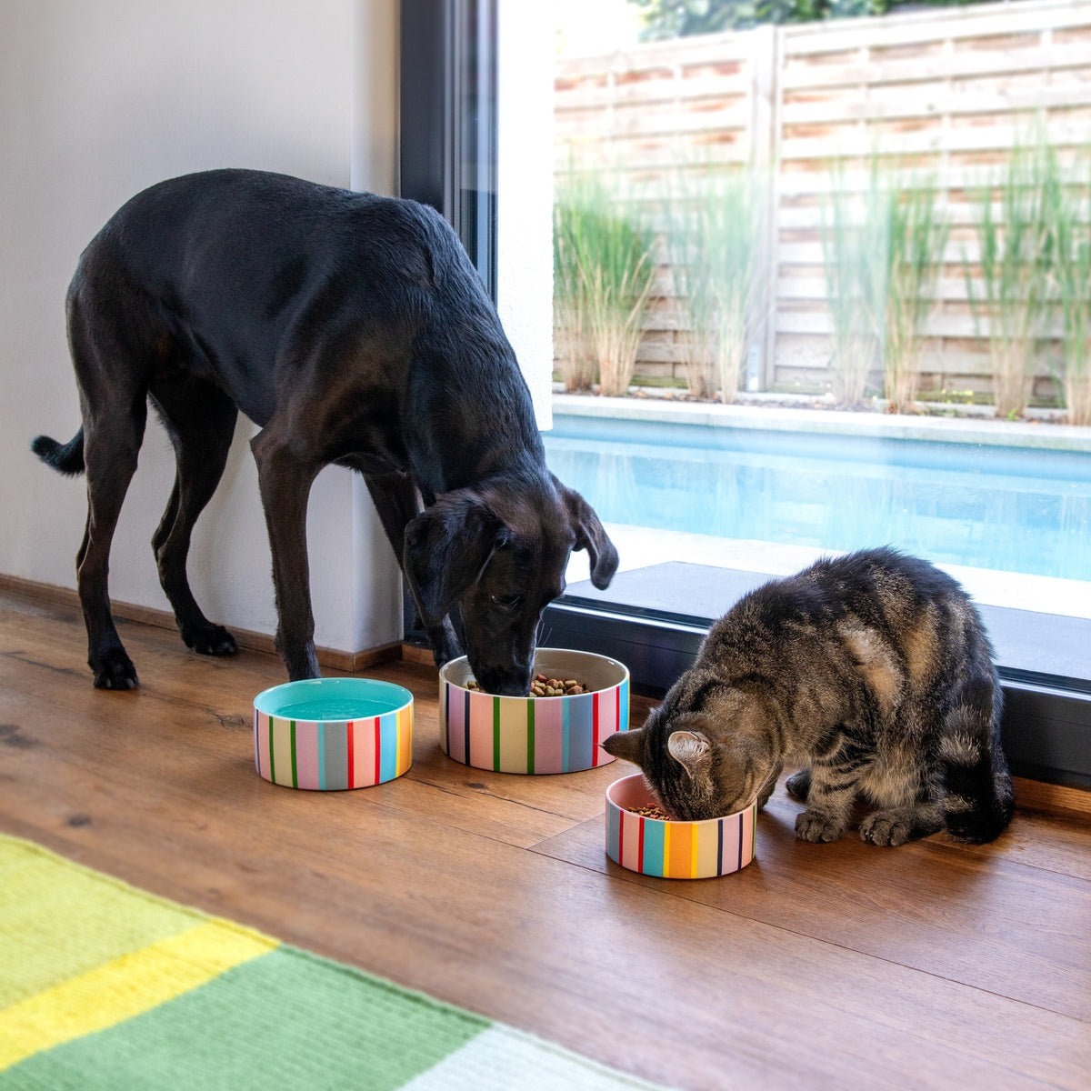 Titus Pet Bowl, photo 4