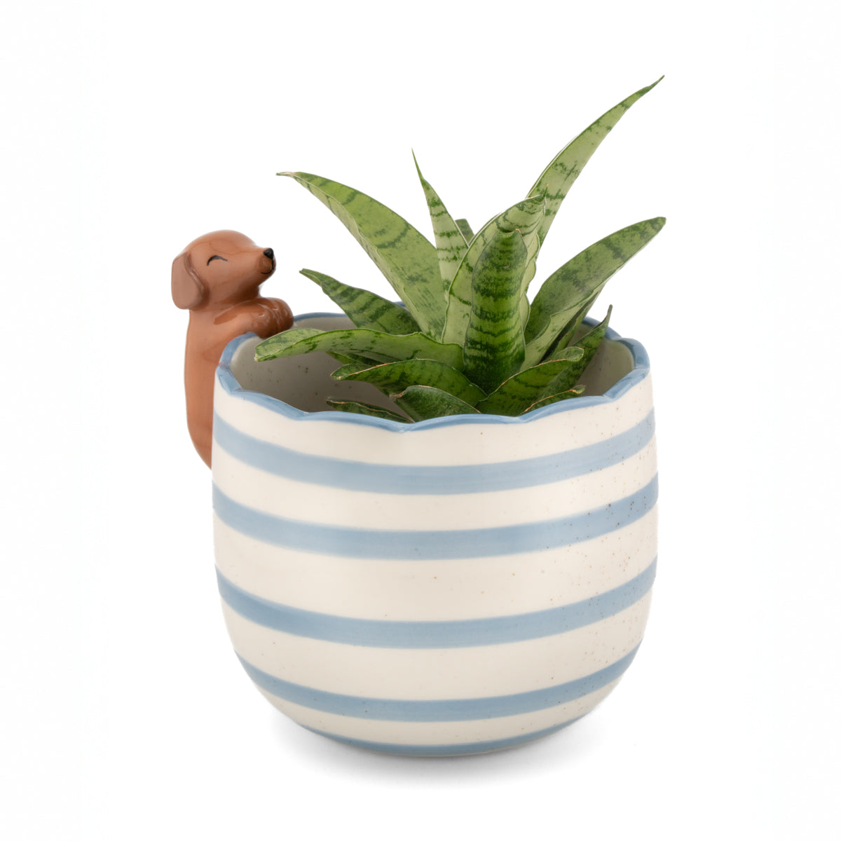 Vaso Bassotto Curioso: il vaso con una pianta grassa verde piantata dentro, mentre il cagnolino resta appoggiato al bordo.