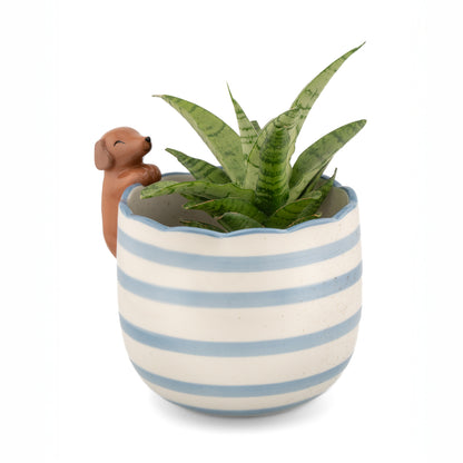 Vaso Bassotto Curioso: il vaso con una pianta grassa verde piantata dentro, mentre il cagnolino resta appoggiato al bordo.