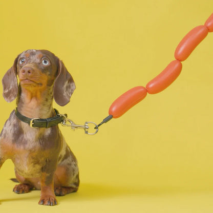 Hot Dog leash clipped to the collar of a dachshund puppy, on a yellow background.