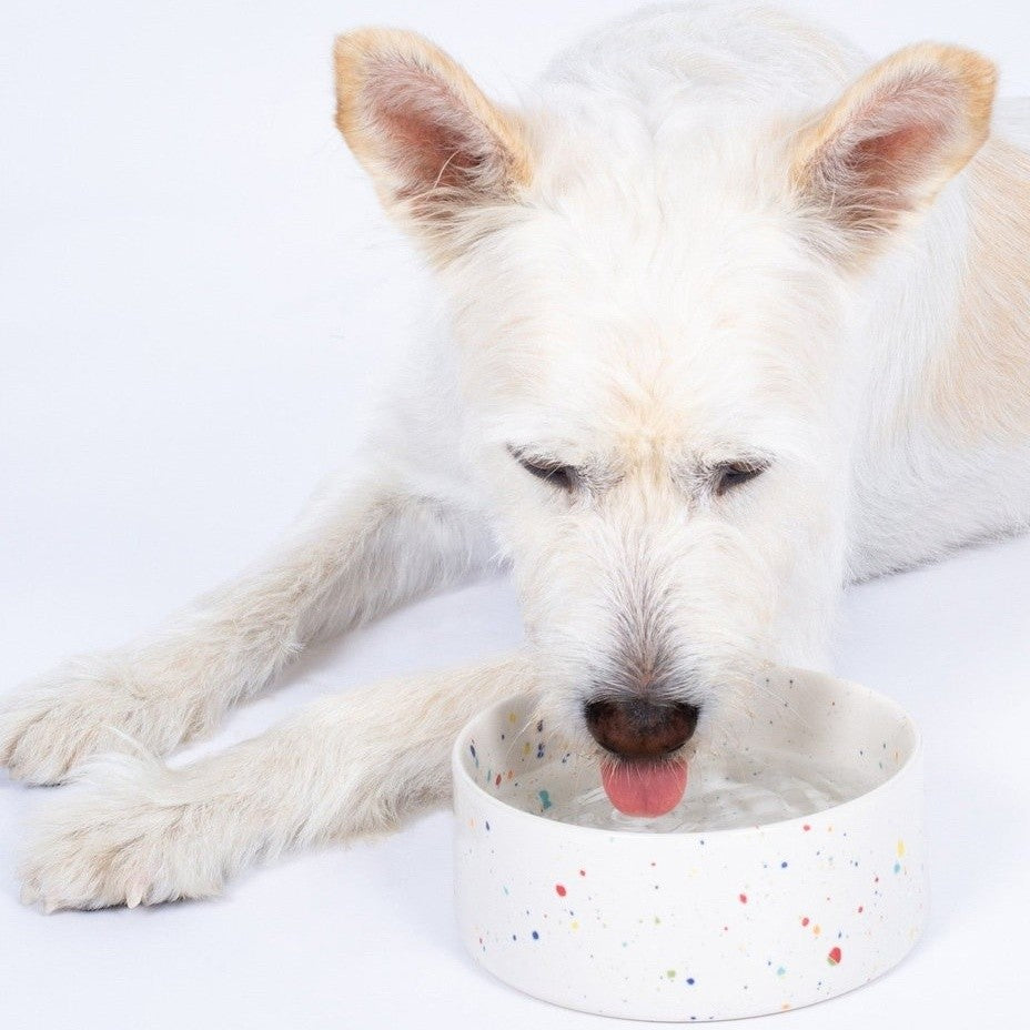New Party Set of 2 Pet Bowls White, photo 4