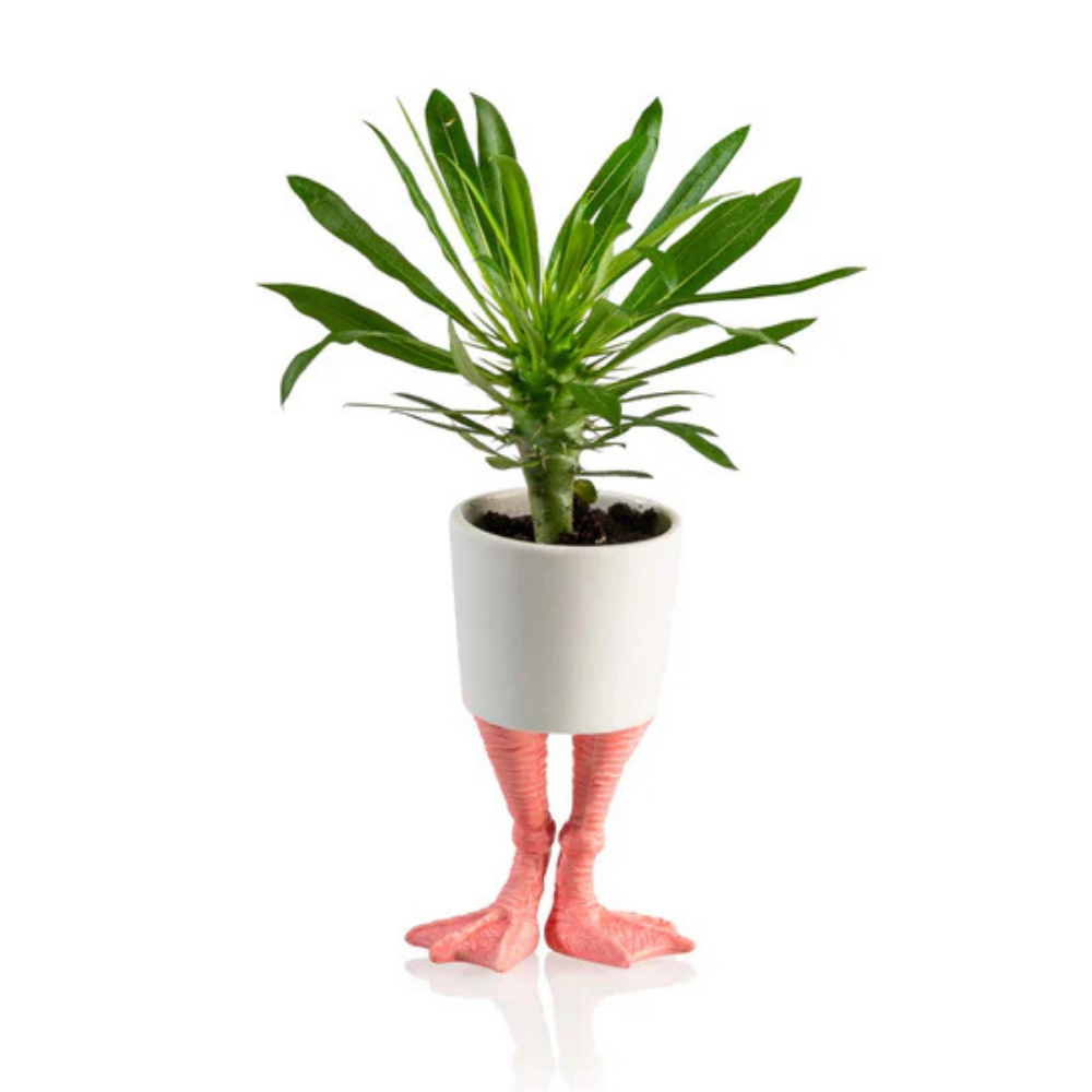 The Fenicottero vase with a green plant potted inside the white cup.