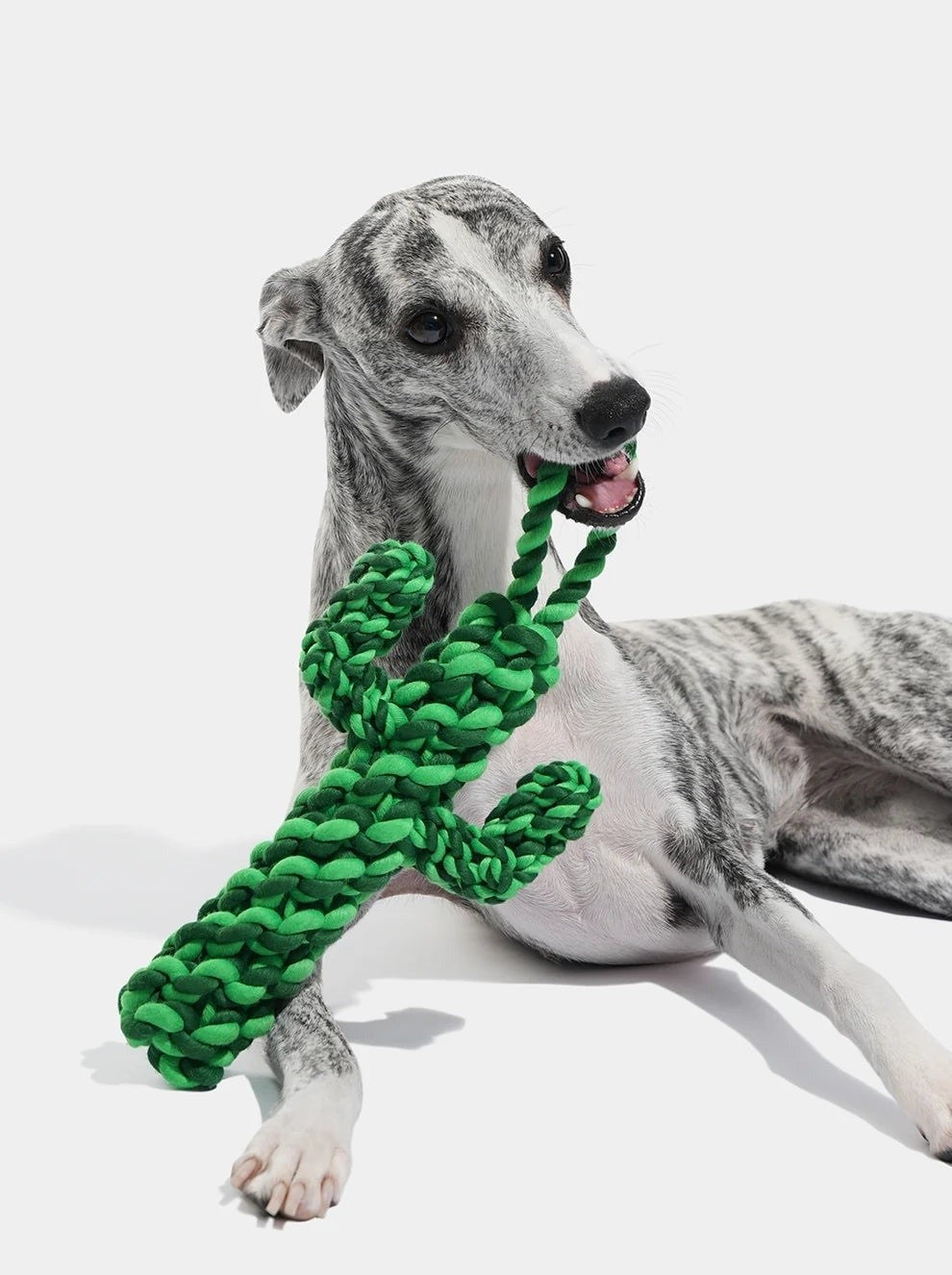 Oasis Cactus Rope Dog Toy, photo 2