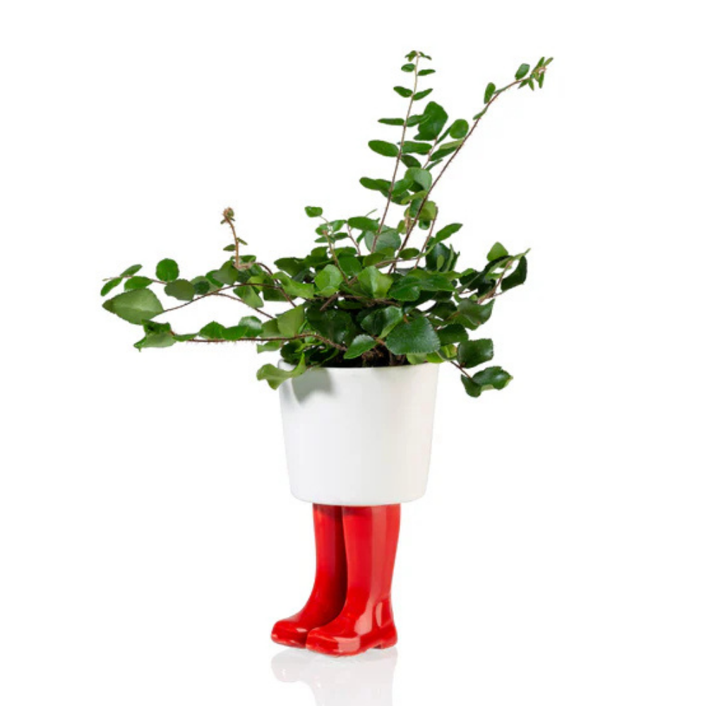 Vaso Piccolo Stivali Wellington rosso, con una pianta rampicante, isolato su sfondo bianco.