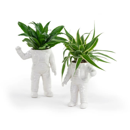 Astronauta vase, white and blue packaging with an illustration of the vase and plant.