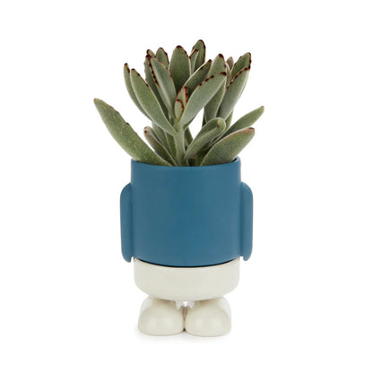 Mini Mr. Standy planter blue with white legs, holding a green succulent on a white background.