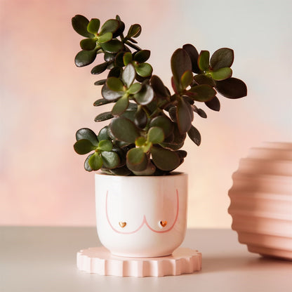 Mini Girl Power vase with a succulent plant, photographed against a pink background.
