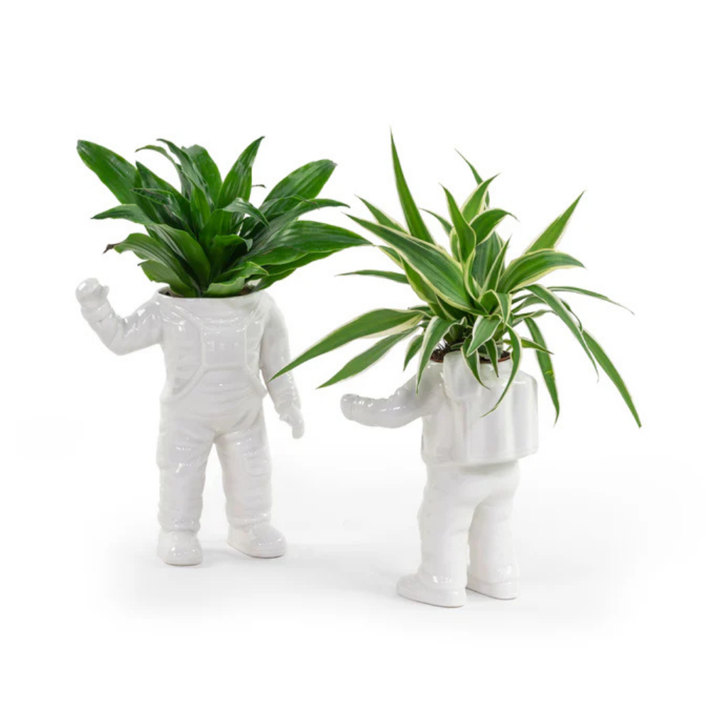 Astronauta vase, two white pieces each holding a different plant.