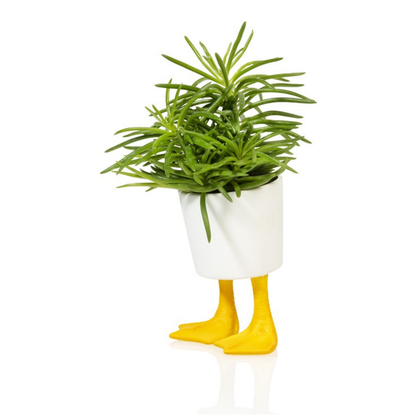 Duck Feet planter: white pot on yellow duck feet, holding a green leafy plant.