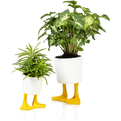 Duck Feet planters in two sizes, both on yellow feet with different plants inside.