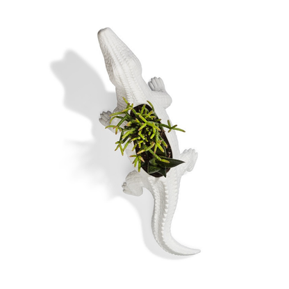 Crocodile vase in white seen from above with a succulent planted on its back