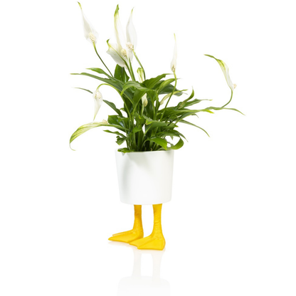 Duck Feet planter in white, holding a plant with white flowers, on a white background.