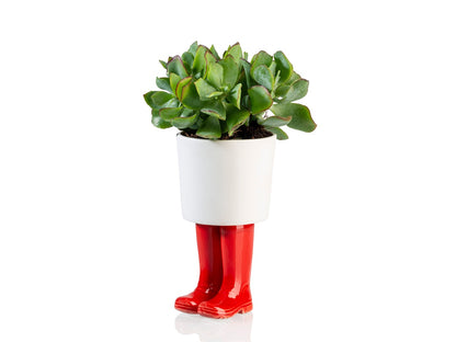 Vaso Piccolo Stivali Wellington rosso, con una succulenta, isolato su sfondo bianco.