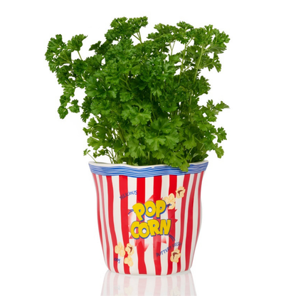 Pop Corn container vase in red and white stripes, planted with parsley.