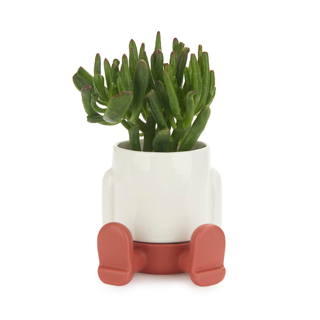 Mr. Sitty Vase, photo 7
