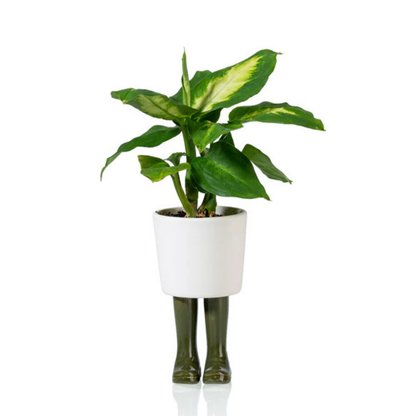 Vaso Piccolo Stivali Wellington verde, con una succulenta a foglie sottili, isolato su sfondo bianco.